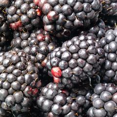 many wet blackberry fruits close up
