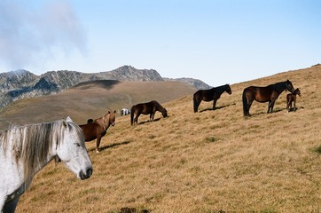 Wild grazing horses in the mountains