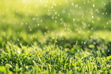 Close up of fresh thick grass with water drops in the early morning