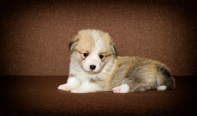 little welsh corgi puppy looking