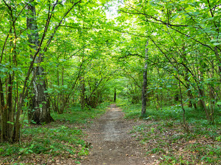 pathway in green city park in summer day