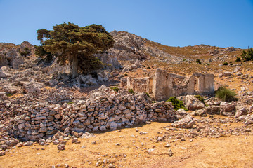 Lebensbaum mit Ruine