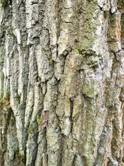 vertical background - bark of mature oak tree