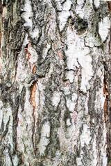 vertical background - bark of mature pine tree