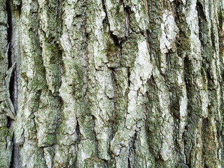 horizontal natural background - bark of oak tree