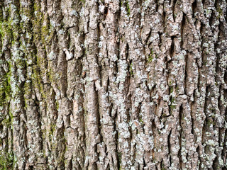 horizontal background - bark of old maple tree