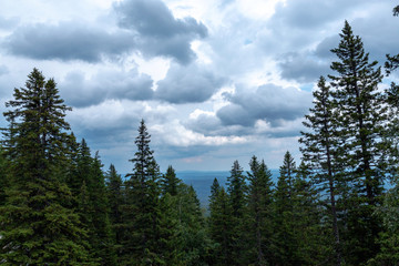 pristine, untouched forest in the highlands