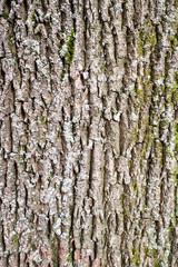 vertical background - bark of old maple tree