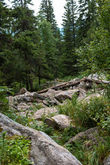 pristine, untouched forest in the highlands