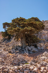 Lebensbaum in der Sonne