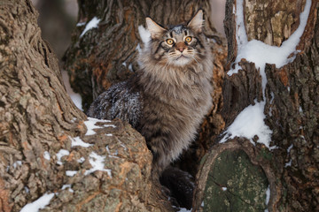 beautiful gtey cat walk in the forest in the winter