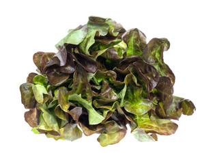 bunch of fresh green Oak leaf lettuce cutout
