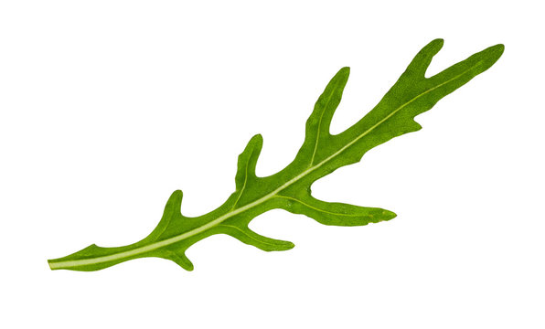 fresh green leaf of arugula herb cutout