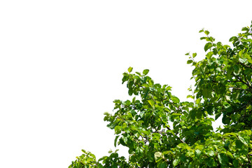 Green bush with young juicy leaves and lush branches isolated. Tree on a Sunny day. Diagonal arrangement, front view.