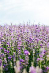 Fototapeta premium Lavender field in sunlight - provence