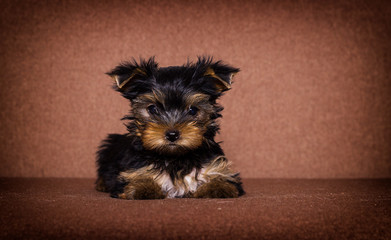 little puppy Yorkshire terrier looking