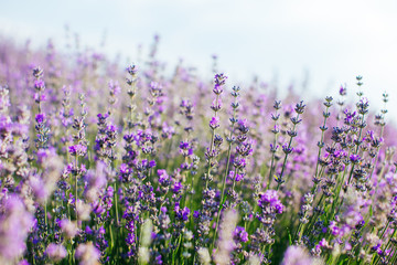 Fototapeta premium Lavender field in sunlight - provence