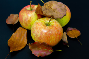 apples in foliage on a black background