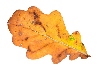 colour autumn oak leaf cutout on white