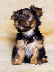 little puppy Yorkshire terrier looking