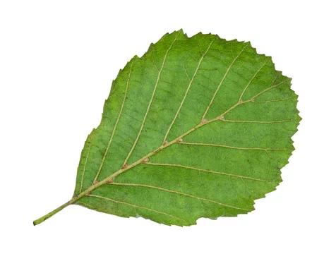 back side of natural green leaf of alder tree