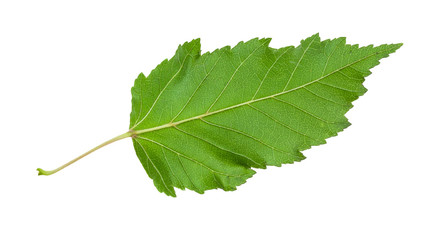 back side of natural green leaf of amur maple tree