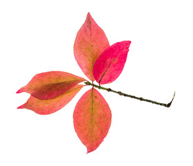 twig with pink leaves of Euonymus shrub in autumn