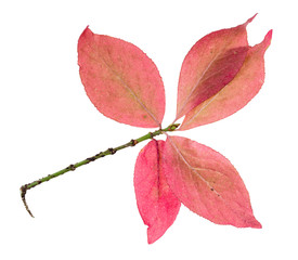 pink leaves of Euonymus shrub on twig in autumn