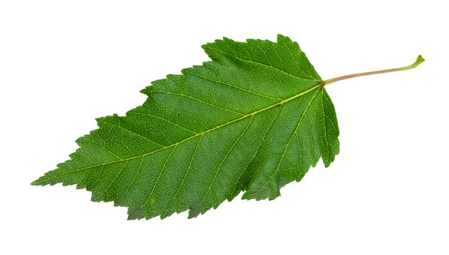 natural green leaf of acer ginnala (amur maple)