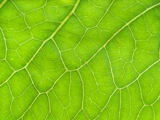 surface of fresh green leaf of Horseradish