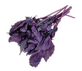 bundle of fresh dark purple basil cutout on white