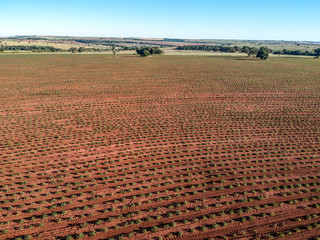 Baby cassava or manioc plant on field in Brazi