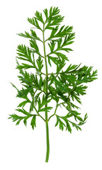 foliage of carrot plant cutout on white