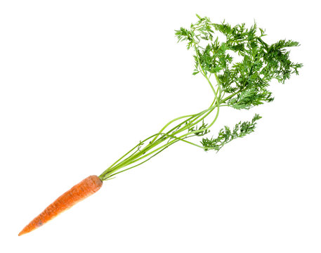 fresh organic garden carrot with greens cutout