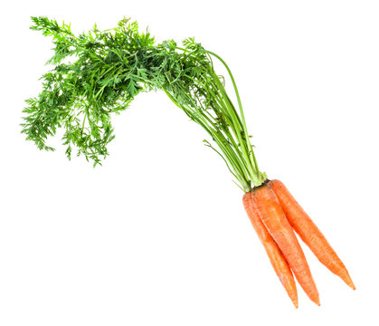 bundle of fresh organic garden carrot with greens