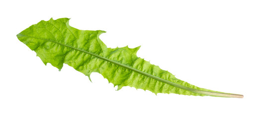 natural leaf of dandelion cutout on white
