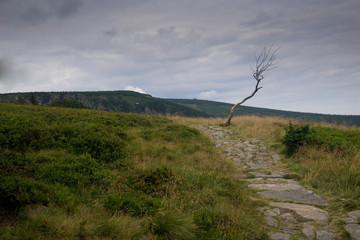 on the slope of Zlotowka in the Karkonosze/Krkonose/Giant Mountains in Poland in summer