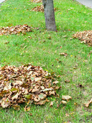 heaps of fallen leaves on green lawn of street