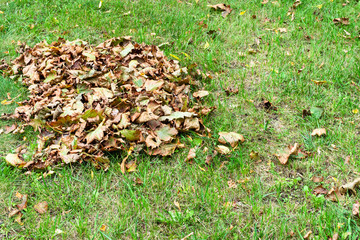 pile of fallen leaves on green lawn of city street
