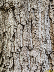 Fototapeta premium vertical background - old bark of poplar tree
