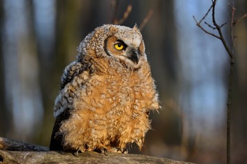 Bubo virginianus 