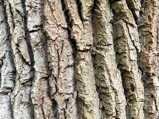 horizontal background - old bark of poplar tree