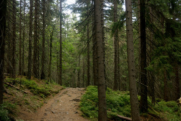 green forest in the Giant MOuntains in the czech republic in Poland