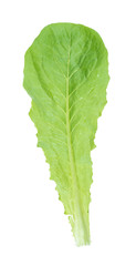 back side of green leaf of cos lettuce cutout