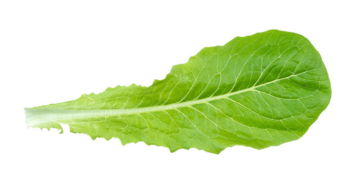 Back Side Of Green Leaf Of Romaine Lettuce