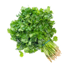 bundle of fresh wet green cilantro herb cutout
