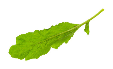 back side of organic green tsitsmati cress herb