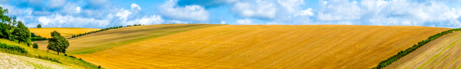 Sussex, English countryside, rolling hills with golden crops growing