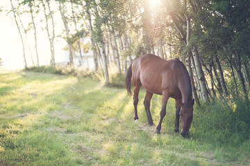 Naklejka premium horse