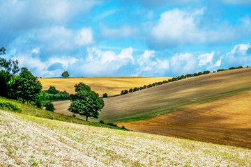 Fototapeta premium Sussex, English countryside, rolling hills with golden crops growing